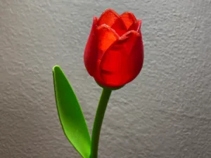 Beautiful Tulip With Stem