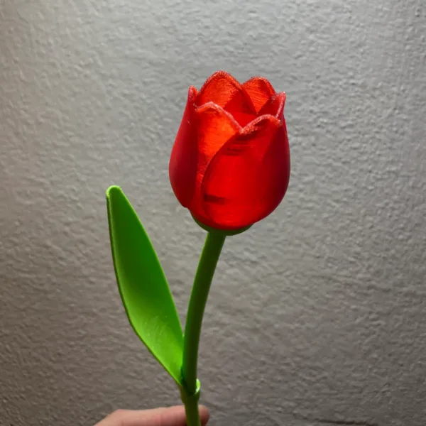 Beautiful Tulip With Stem